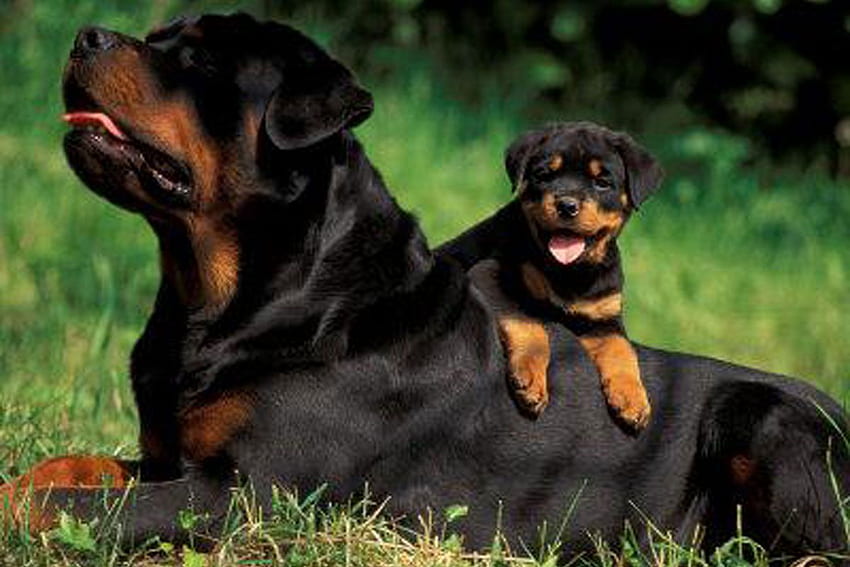 Rottweiler Puppies 25 Wide DogBreeds [] for your , Mobile & Tablet. Explore Rottweiler Puppy . Rottweiler for , Rottweiler , Rottweiler HD wallpaper