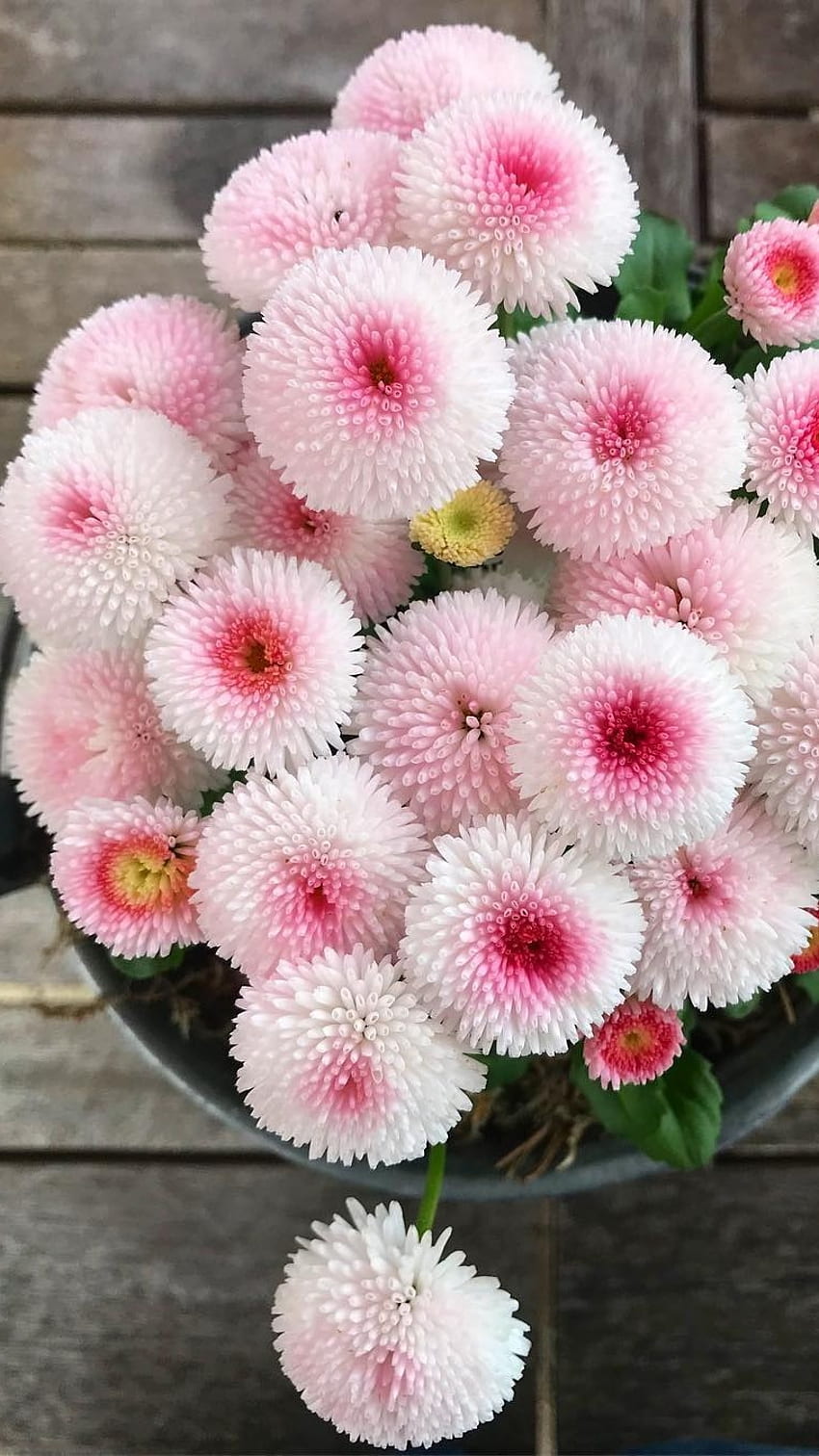 Schöne Blumen, entzückende Blumen HD-Handy-Hintergrundbild