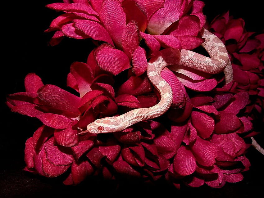 Snake s Snake, Rose Snake HD wallpaper
