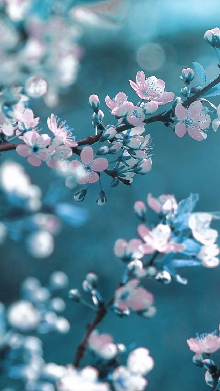 Pink And Blue Flower , Dark Cherry Blossom HD phone wallpaper | Pxfuel