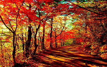 Beautiful autumn Mac London Fall HD wallpaper  Peakpx