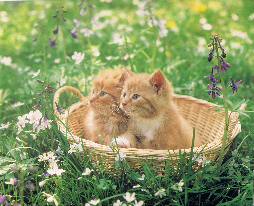 Kittens in a basket, kitten, basket, green, twins, cute, flowers, grass HD wallpaper