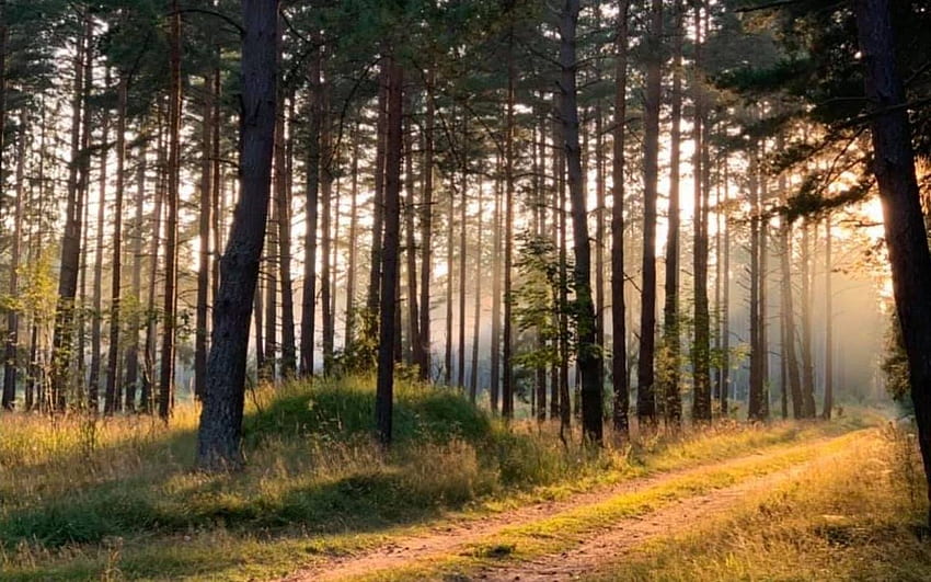 Forest Path, sunshine, Latvia, forest, path, autumn HD wallpaper | Pxfuel