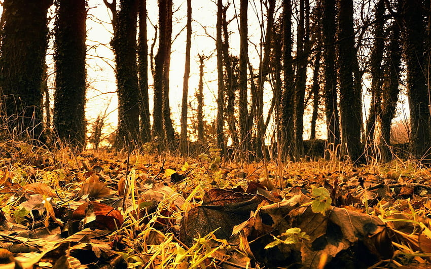 Natur, Gras, Herbst, Blätter, gefallen HD-Hintergrundbild
