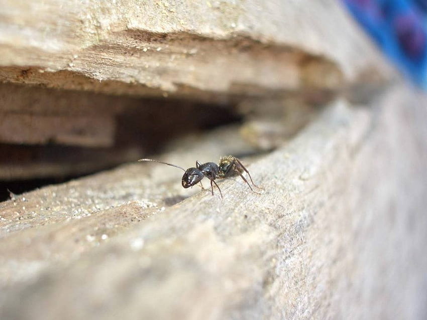 Ant Zoom In, rock wall, ant closeup HD wallpaper