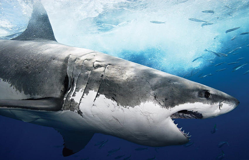 Grand requin blanc, brèche de requin Fond d'écran HD