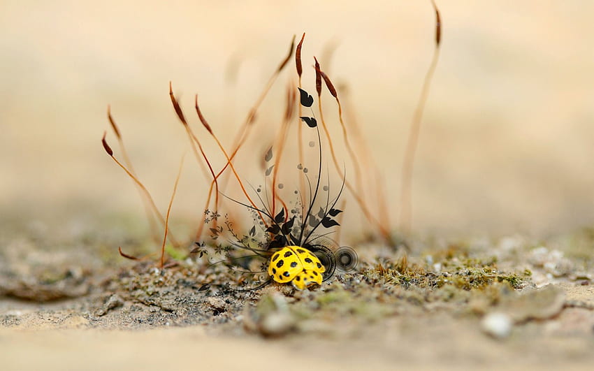 Żółty chrząszcz, owady, chrząszcz, kolor żółty Tapeta HD