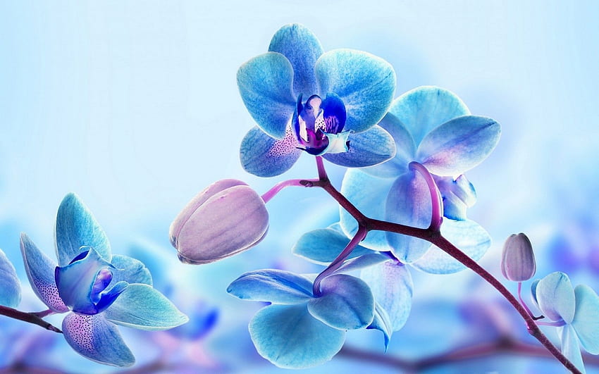 Orchid . Orchid , Blue orchid flower HD wallpaper