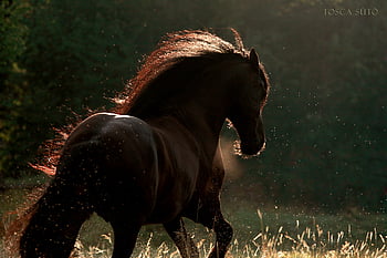 beautiful dark brown horse