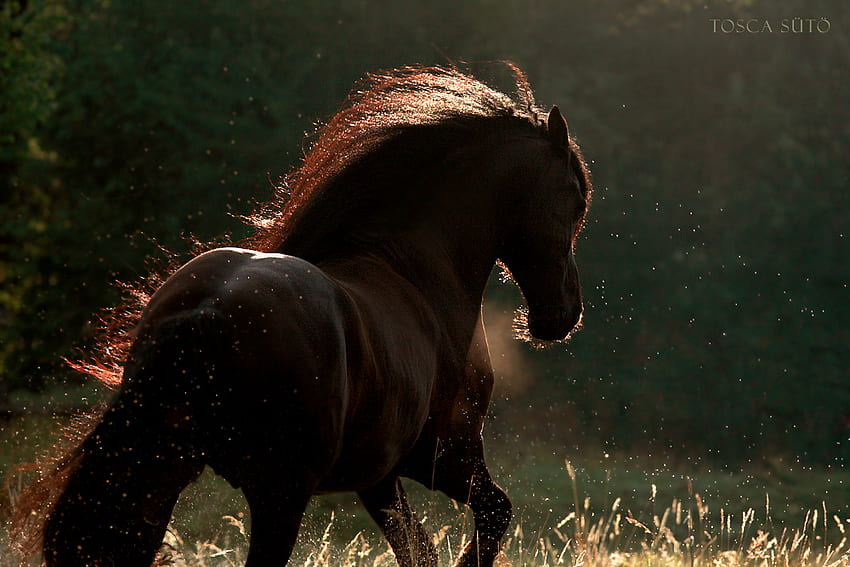 At The Double, amanecer, caballos, castaño, marrón, bosque fondo de pantalla