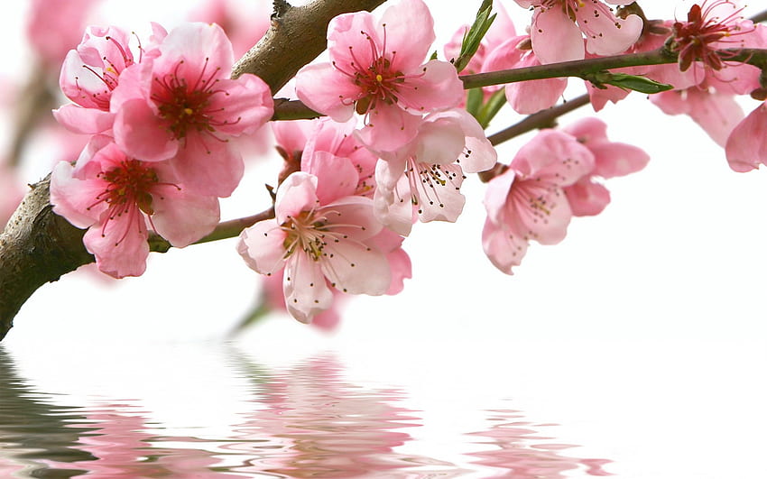 Cherry Blossoms Full ve Background., Kelebek Kiraz Çiçeği HD duvar kağıdı