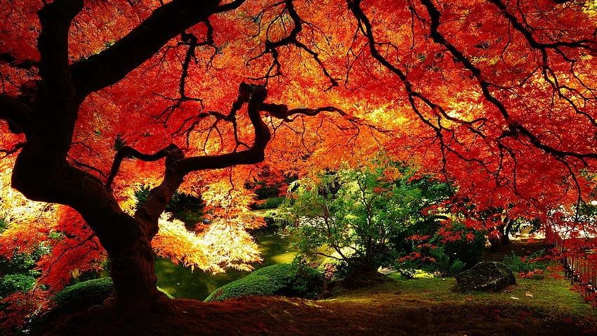 壮大。 ジャポン。 秋 , 日本と風景, 日本の秋 高画質の壁紙