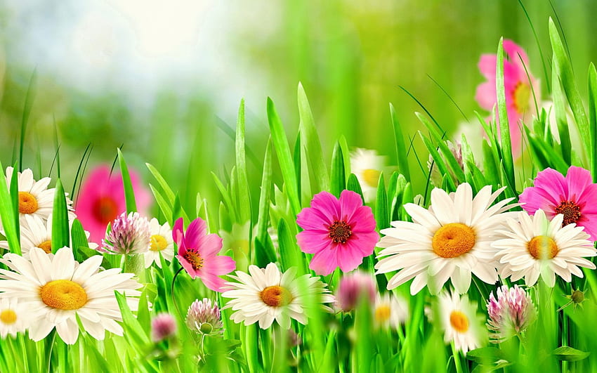 Spring Flowers, Spring Flower Landscape HD wallpaper