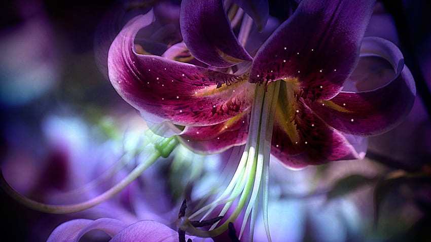 Purple lily, Closeup, Bloom, Flower, Purple HD wallpaper | Pxfuel