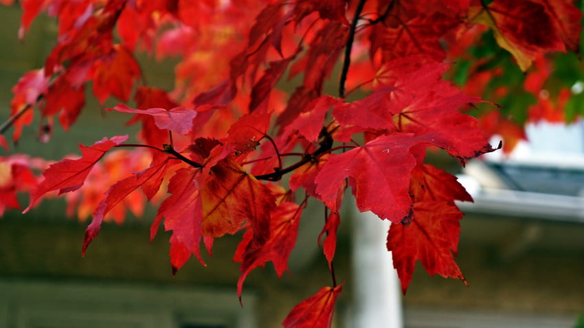 Piękne jesienne liście, wspaniała jesień, jesienne liście, czerwona jesień Tapeta HD