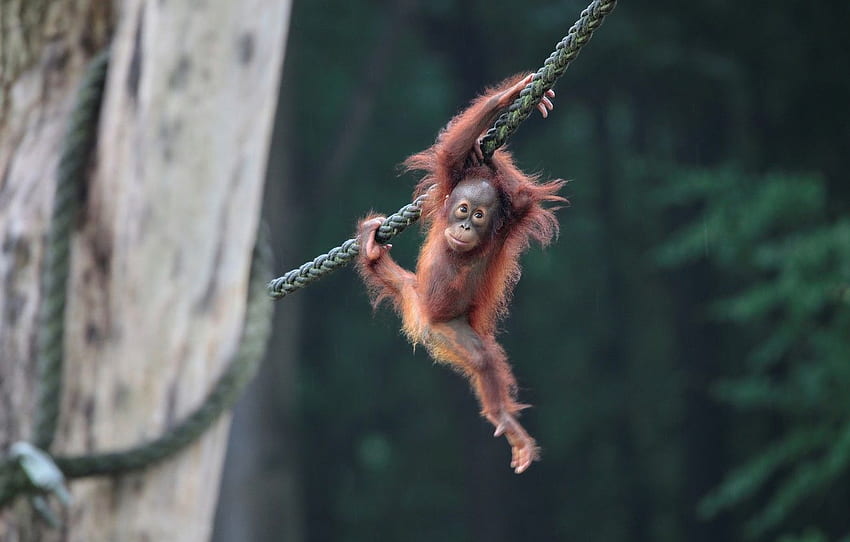 baby, rope, orangutan for , section HD wallpaper