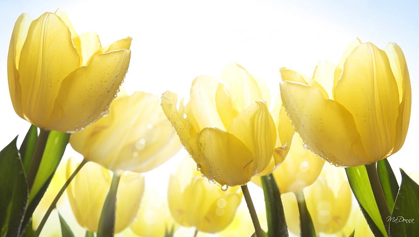 Rosée du matin sur les tulipes, soleil, matin, lumière, jaune, tulipes, printemps, rosée, or Fond d'écran HD