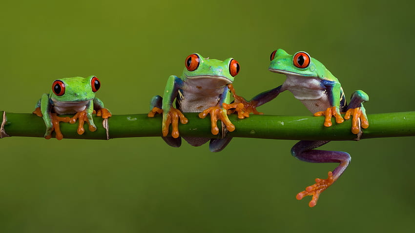 Frogs, animal, nature, frog, limb HD wallpaper