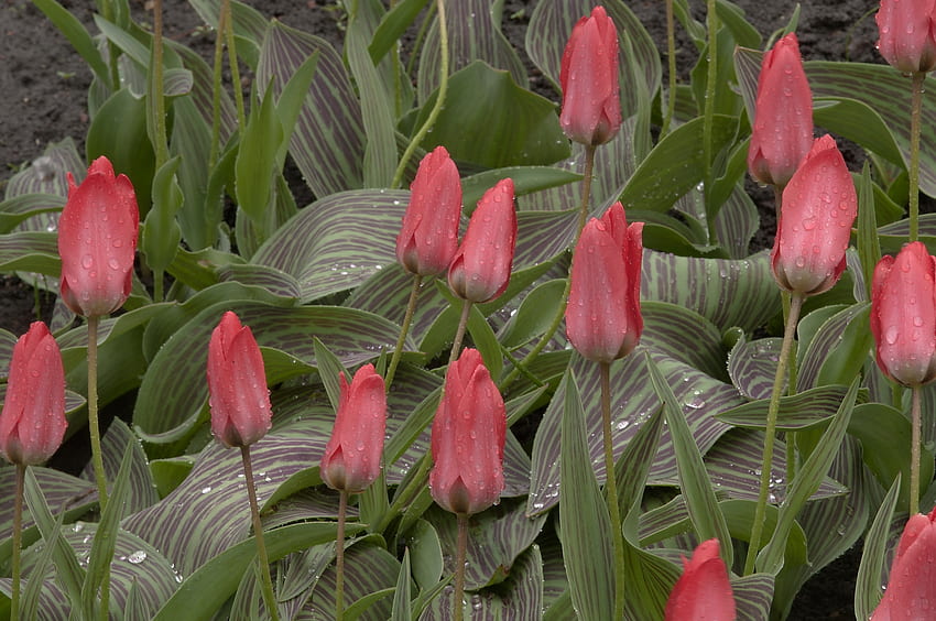 Flowers, Tulips, Drops, Freshness, Spring HD wallpaper