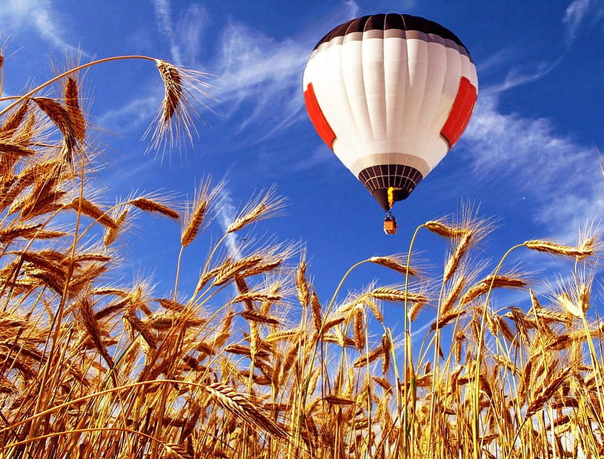 บอลลูนเหนือทุ่งสีทอง น้ำเงิน บอลลูน ทอง สีสัน เที่ยวบิน ทุ่งหญ้า สวย ดี น่ารัก ฟิลด์ ข้าวสาลี เมฆ ธรรมชาติ ท้องฟ้า น่ารัก วอลล์เปเปอร์ HD