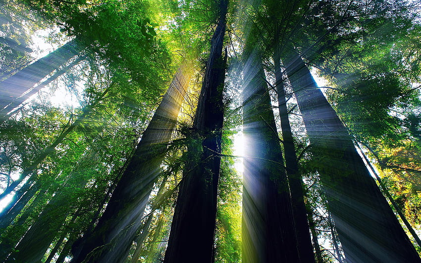 Redwood Forest California National Park Sonar HD wallpaper