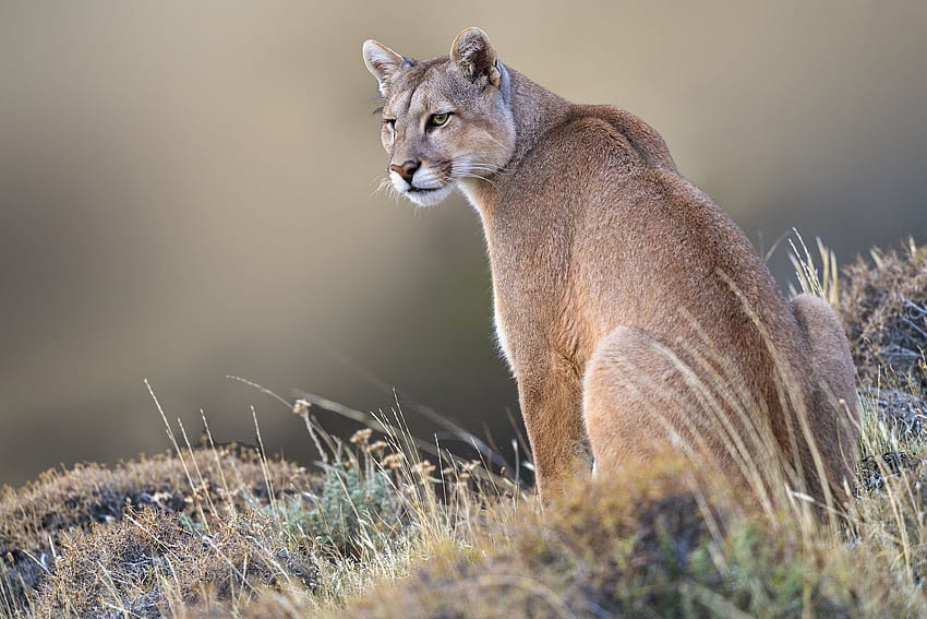 Cougar Animal and Background - of Cougar Animal, Puma Animal HD wallpaper