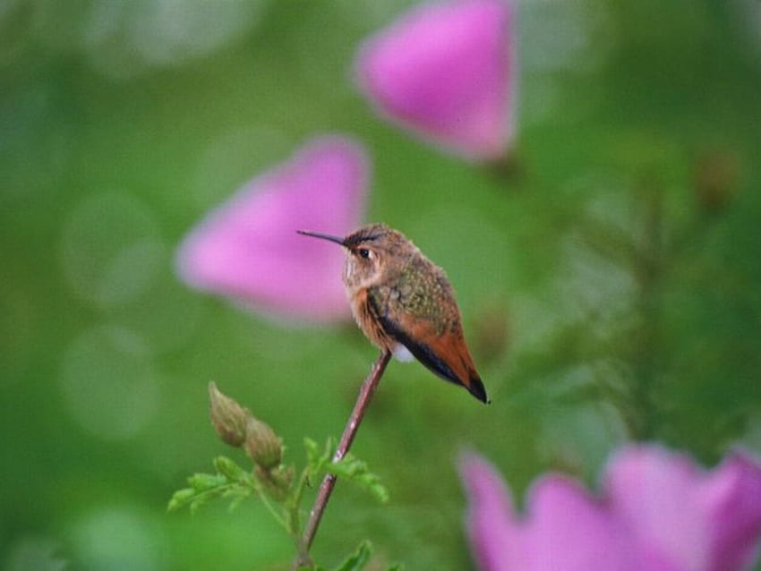 Hummingbird, cute, beautiful HD wallpaper