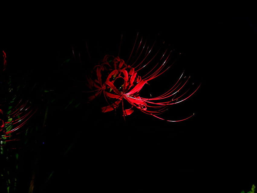 Blumengrafik: Rote Spinnenlilie Blumen, Lycoris radiata Blumen 13 HD-Hintergrundbild