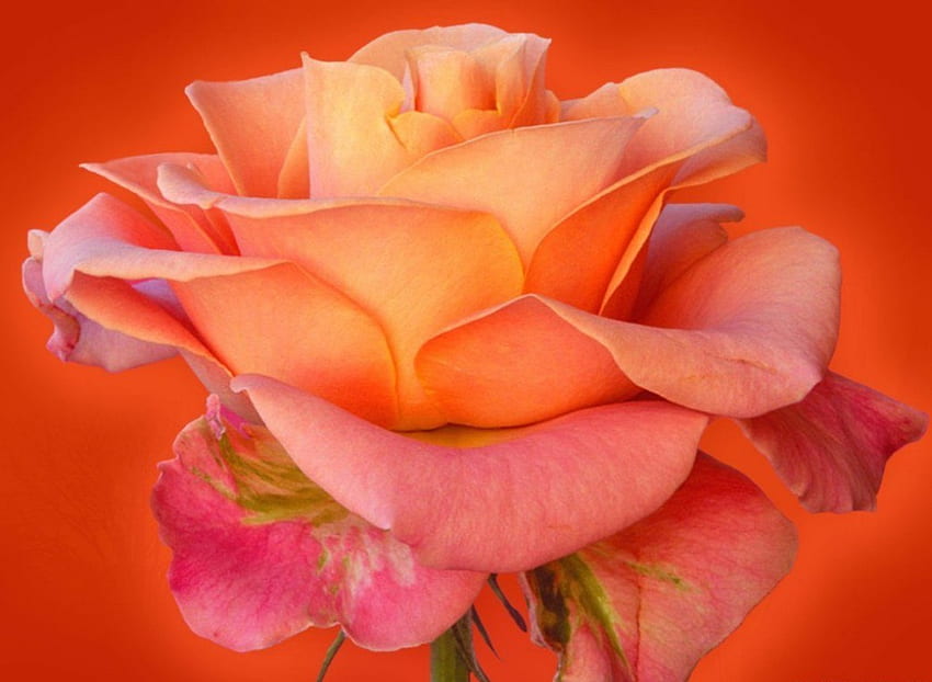 Magnifique Rose, rose, roses, flower, beautiful, flowers, orange HD wallpaper