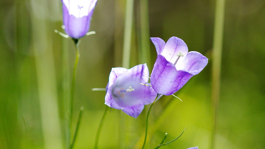 Fioletowe Kwiaty Roślin Rozmycie Trawy Tła Kwiaty Tapeta HD