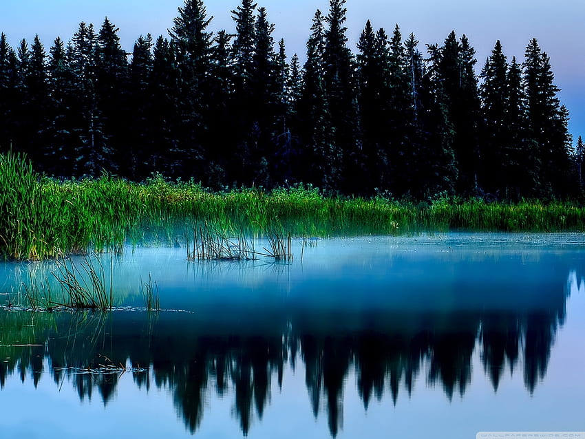 Misty Lake And Dark Forest Ultra Background for U TV : & UltraWide & Laptop : Tablet : Smartphone HD wallpaper