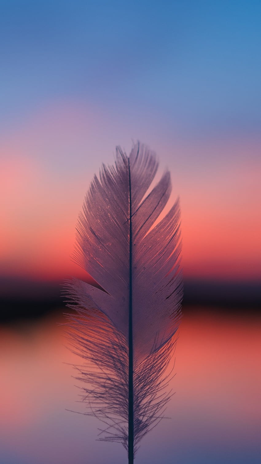 Feather Focus Blur Sunset Mobile (iPhone, Android, Samsung, Pixel, Xiaomi) HD phone wallpaper