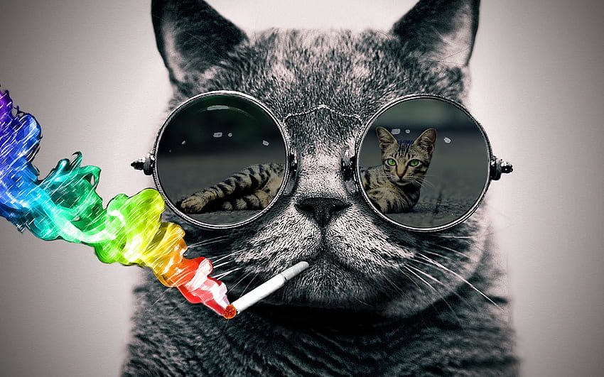 Gato con gafas de sol (salto) - clasifícalos por favor fondo de pantalla