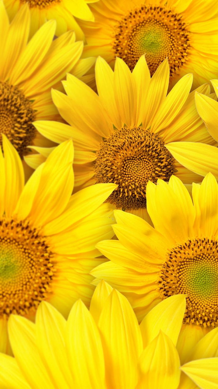 Earth Sunflower () HD phone wallpaper