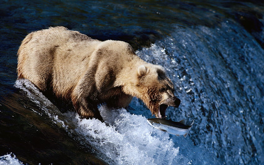 หมีจับปลาพื้นหลังตกปลา วอลล์เปเปอร์ HD