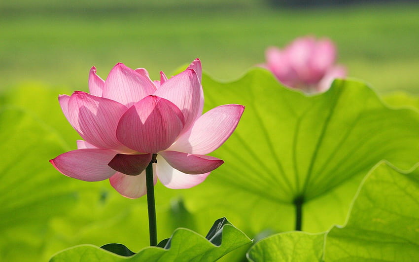 Lotus Flower , , – lootus, Zen Lotus Flower Pink HD wallpaper