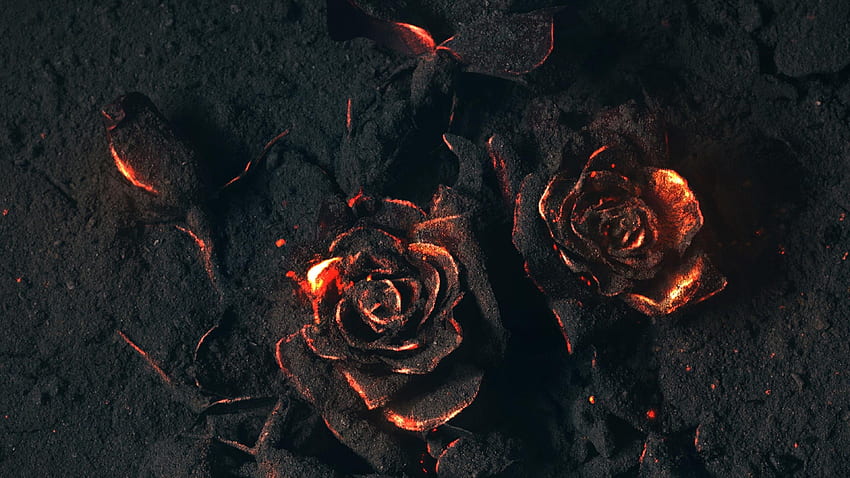 Burned Rose 42278 HD wallpaper | Pxfuel