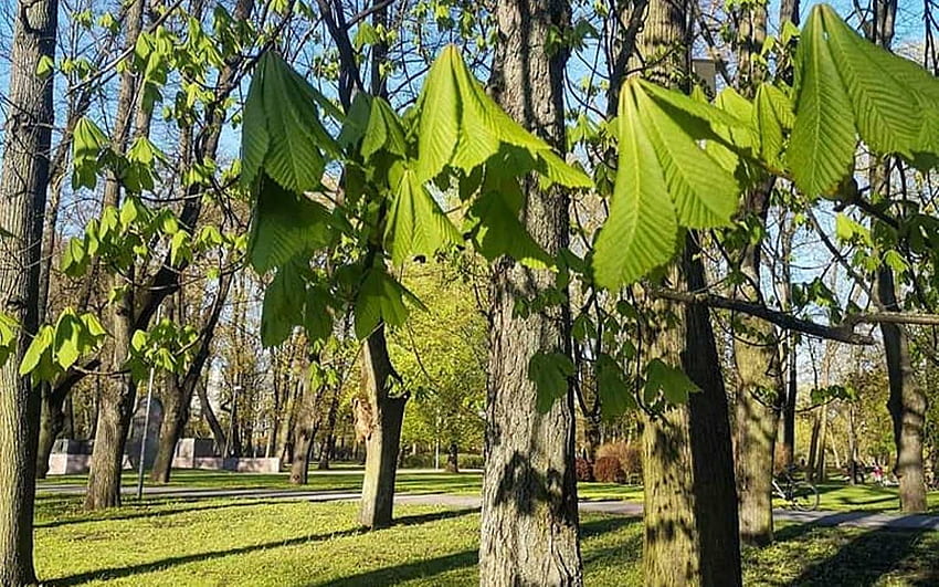 Пролет в парк, Латвия, дървета, Рига, пролет, парк, кестени HD тапет
