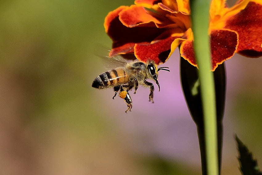 Makro, pszczoła, skrzydła, zapylanie, pszczoła miodna, pszczoła miodna Tapeta HD