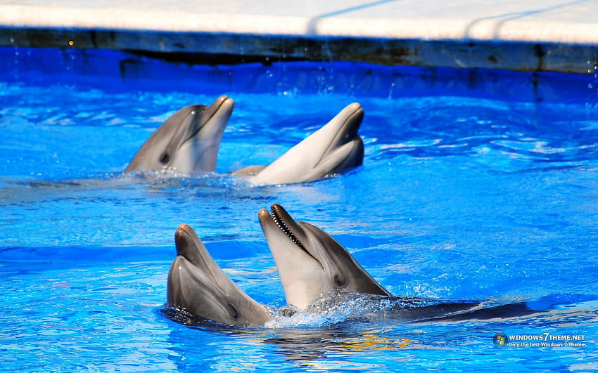 Делфин, животно, бозайник, вода HD тапет