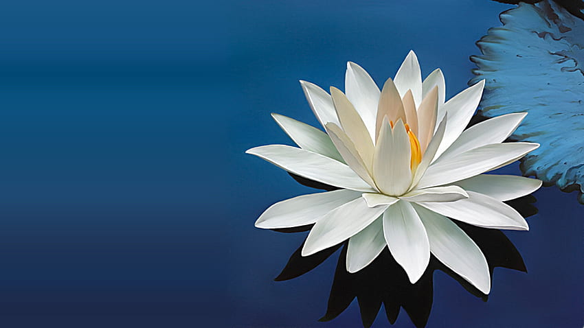 Pribadi, Lotus Yoga Wallpaper HD