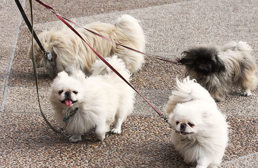 Tiere, Hunde, Pekingese, Spaziergang, Leinen HD-Hintergrundbild