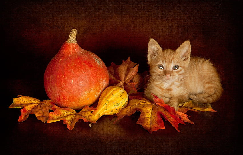 autumn, cat, look, leaves, pose, the dark background, kitty, harvest, baby, red, muzzle, pumpkin, lies, pumpkin, still life, kitty for , section кошки HD wallpaper