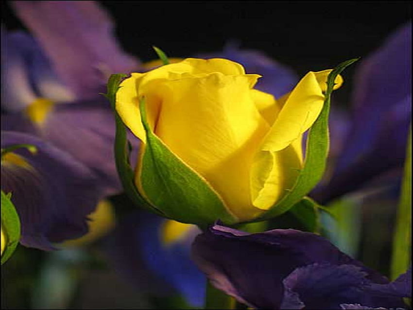 жълта роза, лилав ирис, пъпка, цвете HD тапет