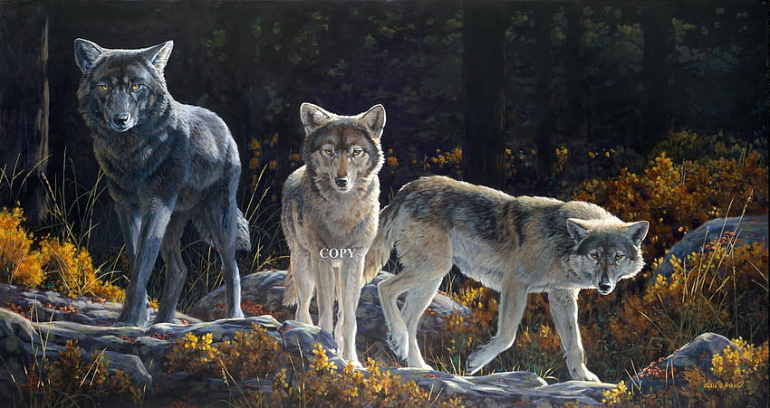 Eye To Eye, wolves, woods, watching, stealth, alert, rock HD wallpaper