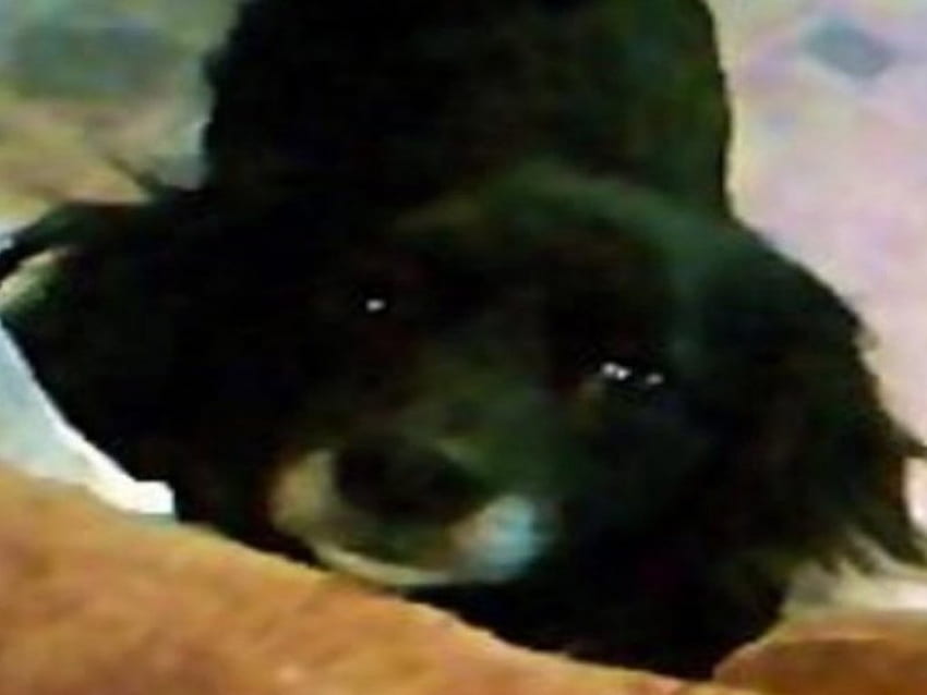 my first boy, sweet, dog, black, cudly, cute, pet HD wallpaper