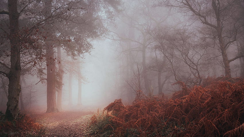 Sleepy Hollow at Bedfordshire, UK, colors, autumn, trees, fog HD wallpaper