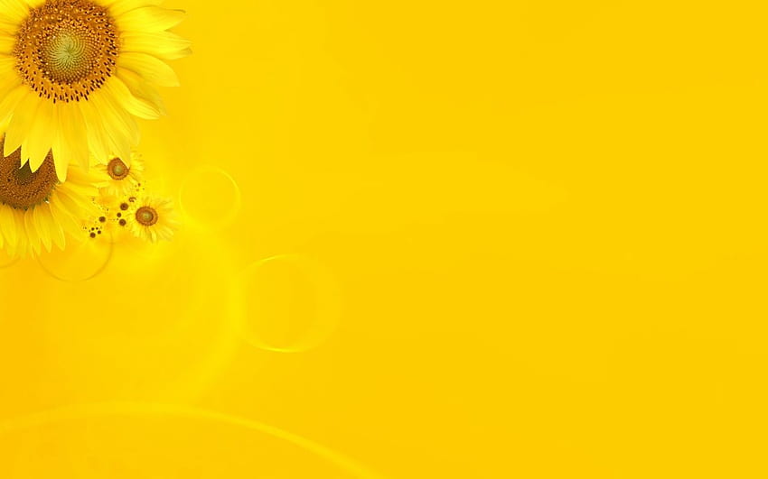 Yellow daisies and background HD wallpapers | Pxfuel