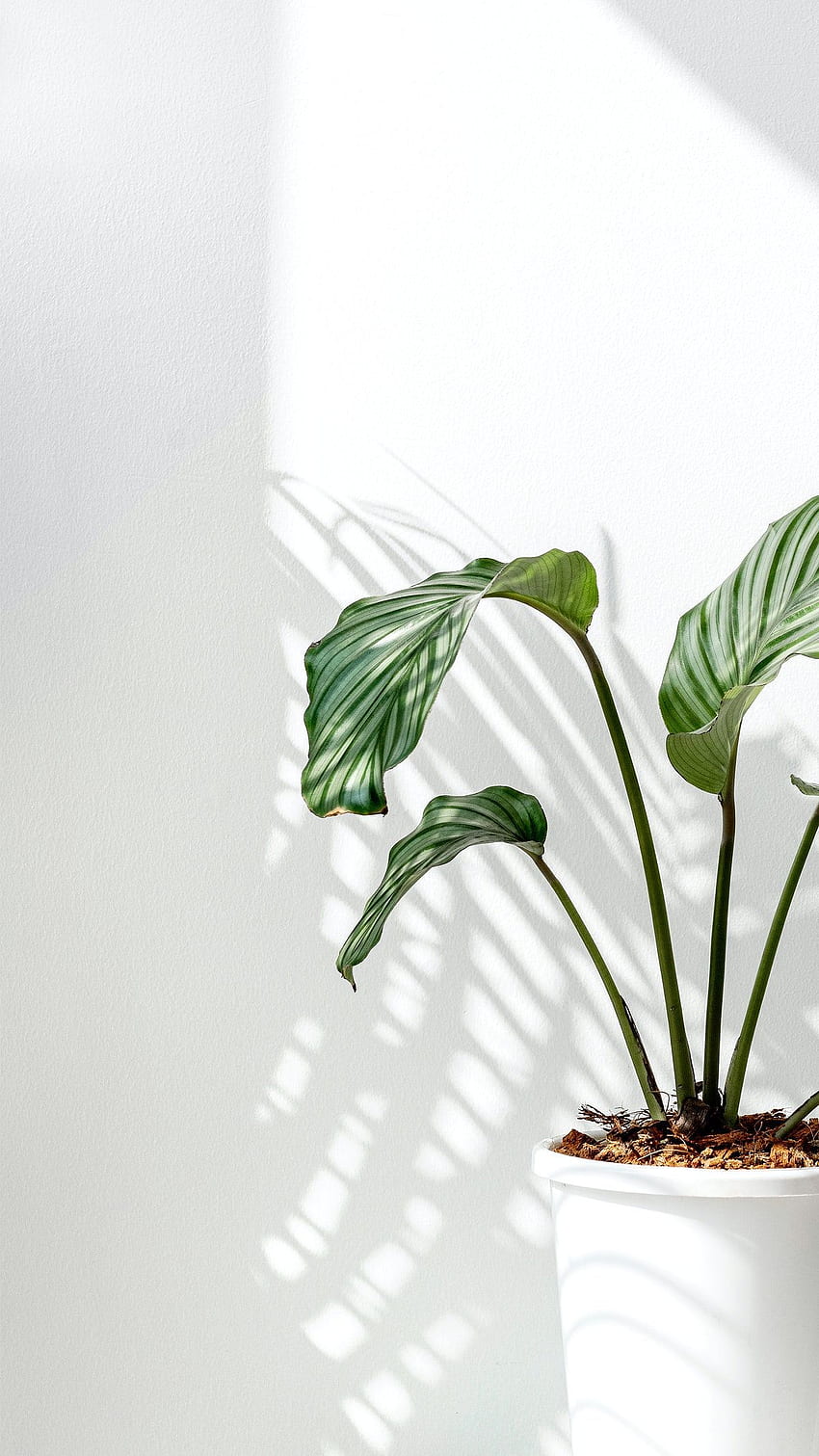 Prämie von Calathea Orbifolia durch eine weiße Wand 2355038. iPhone Vintage, Pflanze, einfache, weiße minimalistische Pflanze HD-Handy-Hintergrundbild