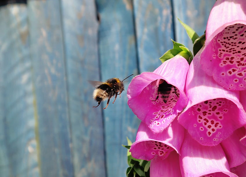 Kwiaty, Lot, Pszczoła, Zapylanie Tapeta HD
